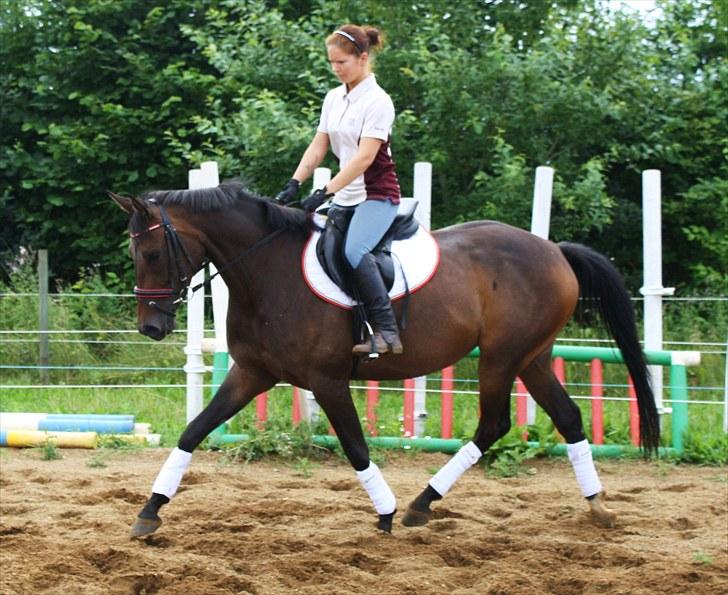 Dansk Varmblod ADRIANE (SOLGT) billede 15