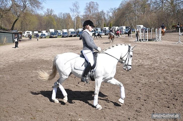 Tysk Sportspony My Fair Lady RSDH A-pony SOLGT - Taget af: Louise Sandra Clausen billede 15