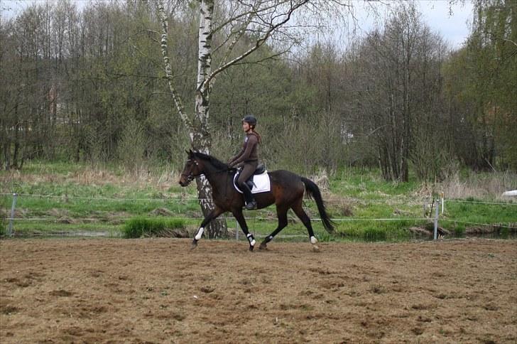 Dansk Varmblod ADRIANE (SOLGT) billede 16