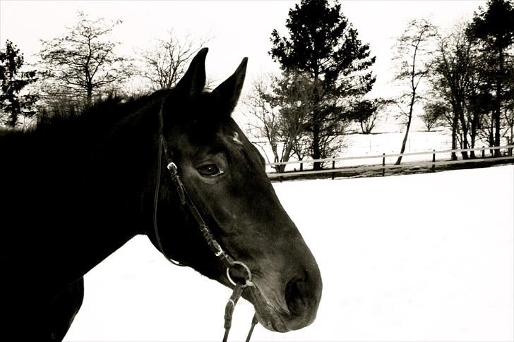 Anden særlig race Brøderups Brimer billede 11