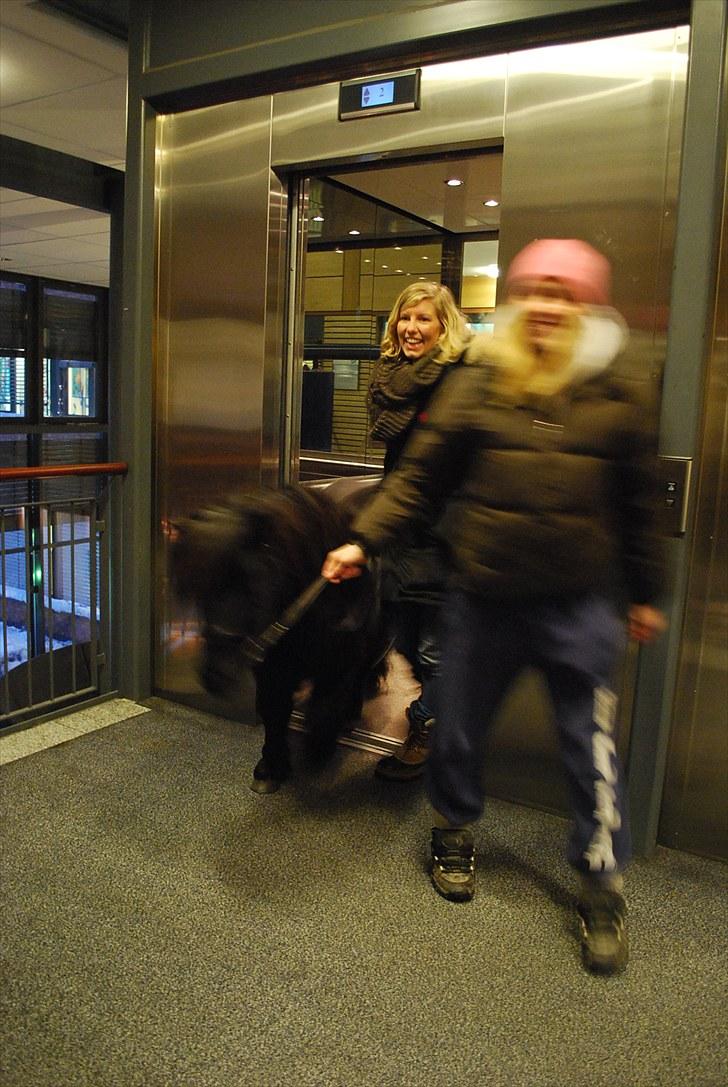 Shetlænder Sørby`s Viktor - Her er vi lige på vej ud af the elevator ;) billede 8