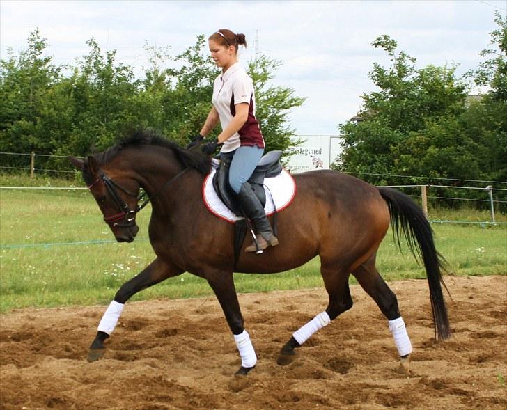 Dansk Varmblod ADRIANE (SOLGT) billede 17