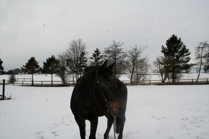 Anden særlig race Brøderups Brimer billede 12