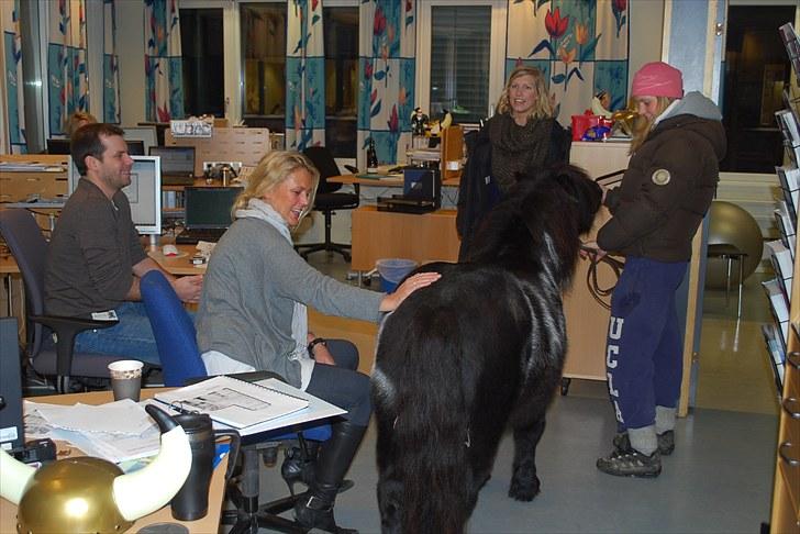 Shetlænder Sørby`s Viktor - Lige inde på et kontor billede 9