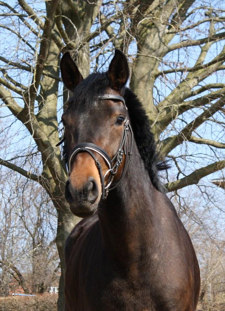 Dansk Varmblod ADRIANE (SOLGT) billede 18