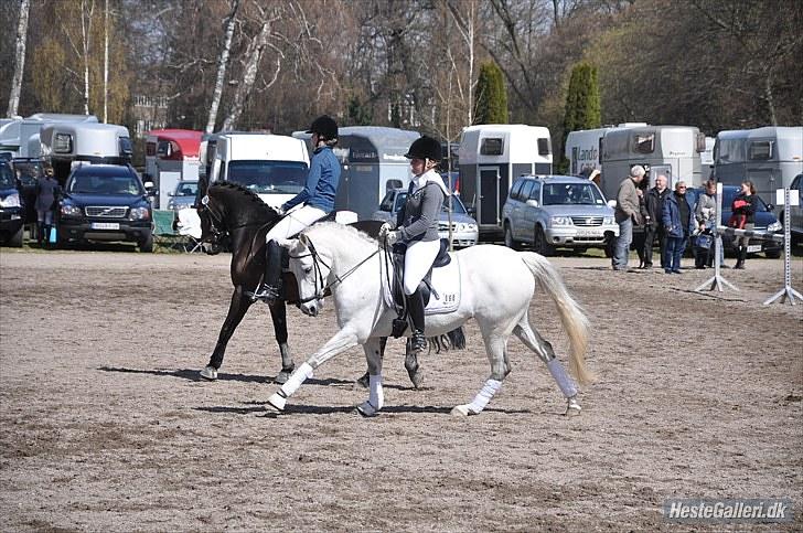 Tysk Sportspony My Fair Lady RSDH A-pony SOLGT - Taget af: Louise Sandra Clausen billede 16