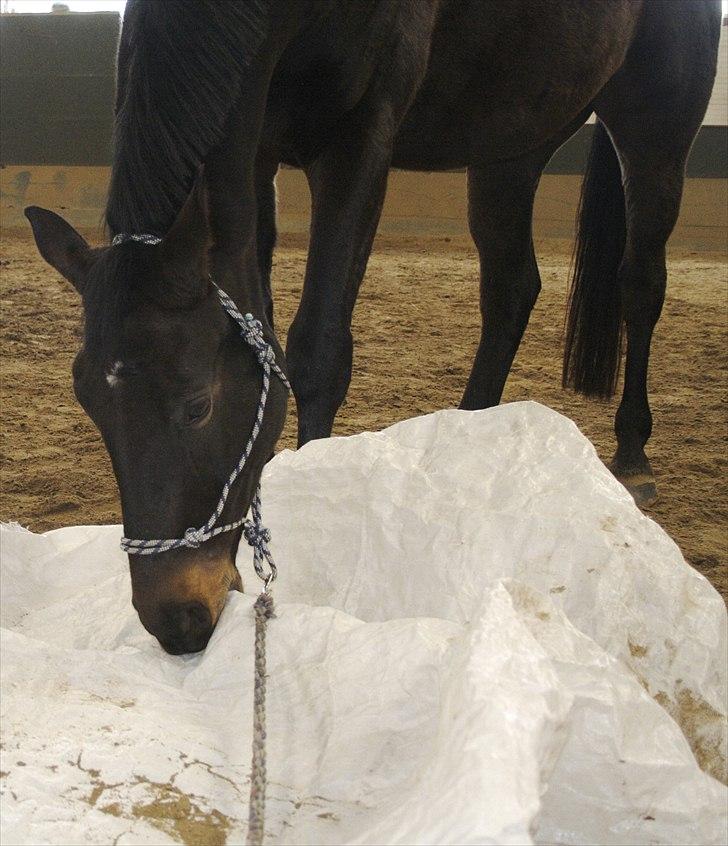 Anden særlig race Brøderups Brimer billede 13
