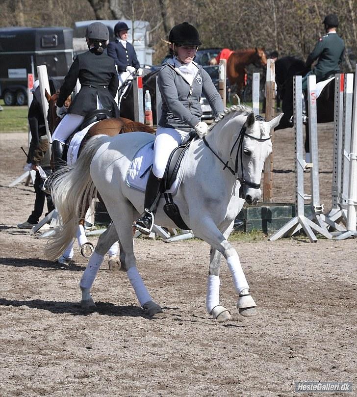 Tysk Sportspony My Fair Lady RSDH A-pony SOLGT - Taget af: Louise Sandra Clausen billede 17