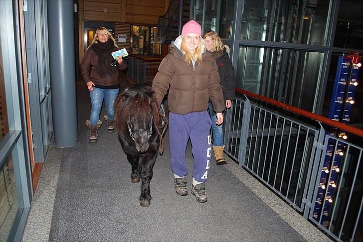 Shetlænder Sørby`s Viktor - Her går vi i tredje etasje ;) billede 10