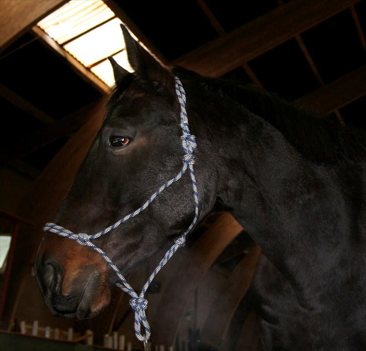 Anden særlig race Brøderups Brimer billede 15