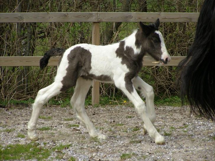 Irish Cob Karla Kløverknuser billede 1