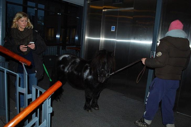 Shetlænder Sørby`s Viktor - Så står vi lige og vænter på the elevator :P billede 11