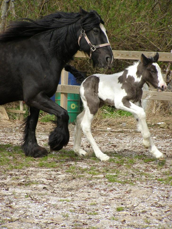Irish Cob Karla Kløverknuser billede 2