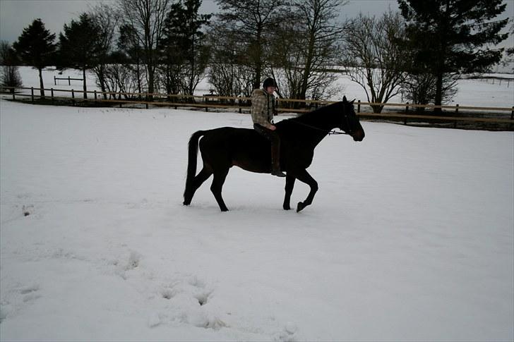 Anden særlig race Brøderups Brimer - Her ser man så tydeligt, hvorfor han bliver kaldt Giraffen. billede 16