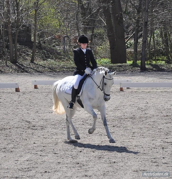 Tysk Sportspony My Fair Lady RSDH A-pony SOLGT - Taget af: Louise Sandra Clausen billede 18