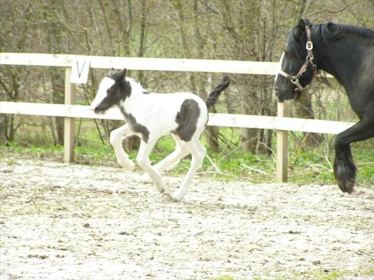 Irish Cob Karla Kløverknuser billede 3