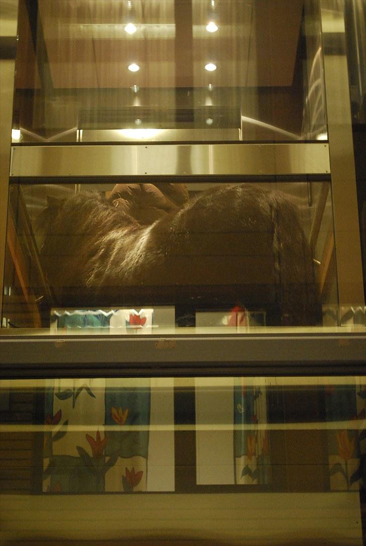 Shetlænder Sørby`s Viktor - På vej ned igen ;) billede 12