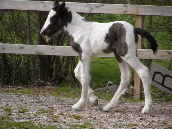 Irish Cob Karla Kløverknuser billede 4