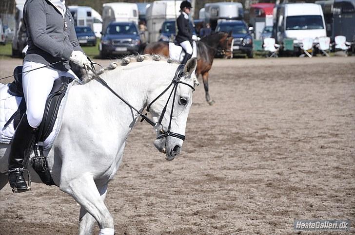 Tysk Sportspony My Fair Lady RSDH A-pony SOLGT - Taget af: Louise Sandra Clausen billede 19