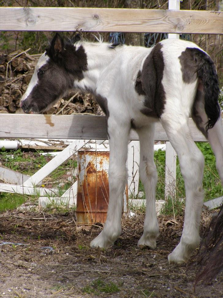 Irish Cob Karla Kløverknuser billede 5