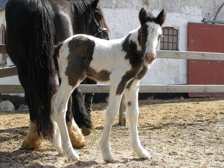 Irish Cob Karla Kløverknuser billede 6