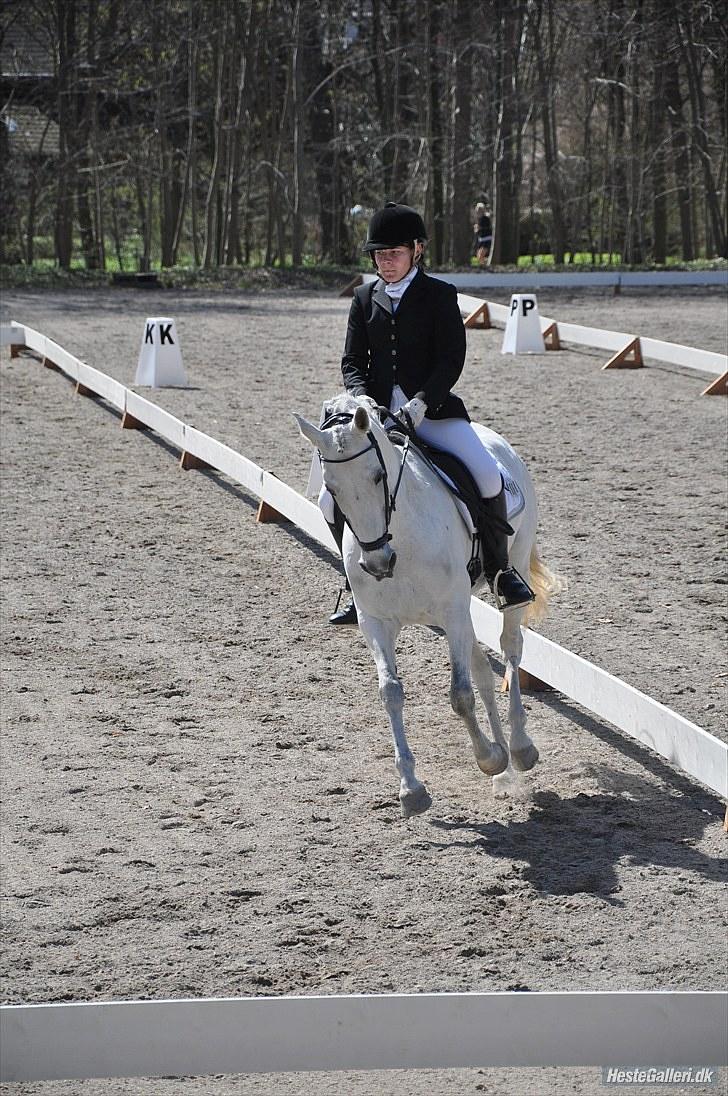 Tysk Sportspony My Fair Lady RSDH A-pony SOLGT - Taget af: Louise Sandra Clausen billede 20