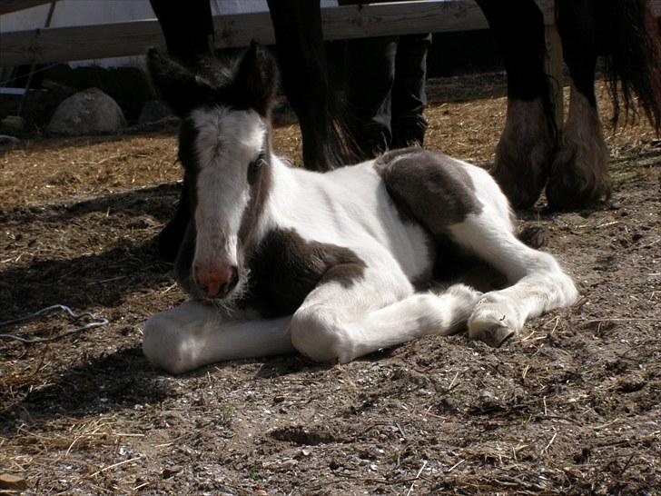 Irish Cob Karla Kløverknuser billede 7