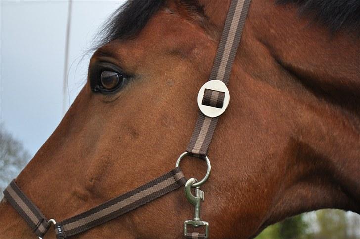 Dansk Varmblod Lucky Two - Hans smukke hoved ;) <3 billede 8