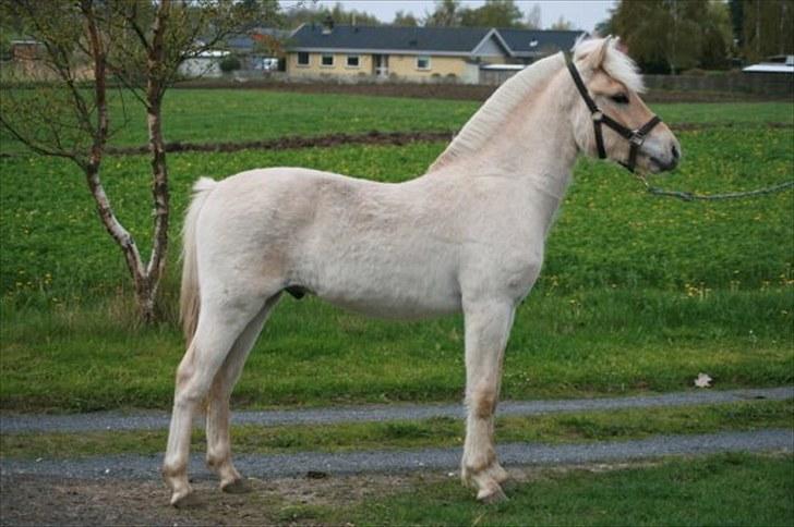 Fjordhest Calle Frølunde billede 15