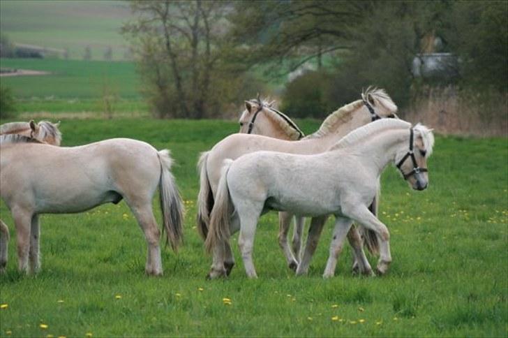 Fjordhest Calle Frølunde billede 16