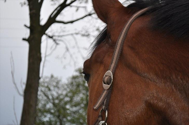 Dansk Varmblod Lucky Two - Uha det er meget spændende !! ;) billede 9