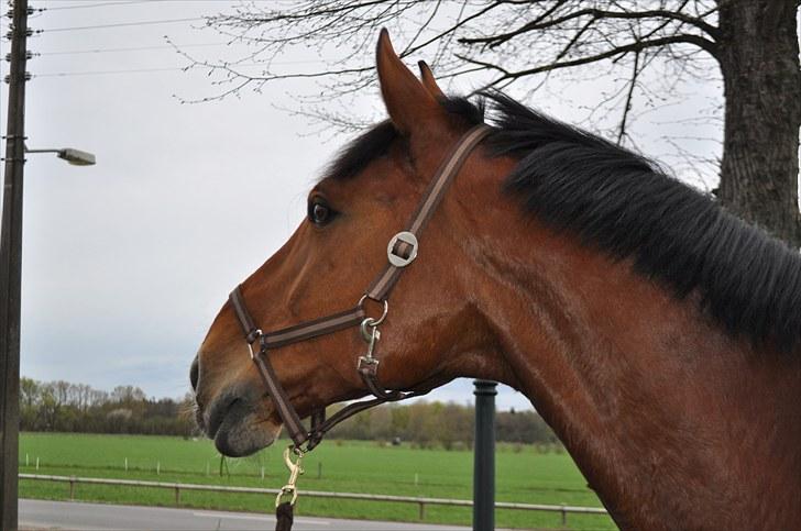 Dansk Varmblod Lucky Two - Nysgerrig skal man jo være (: billede 10
