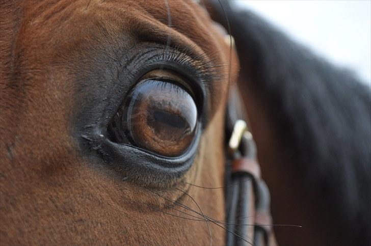 Dansk Varmblod Lucky Two - Hans smukke øje før longering <3 billede 11
