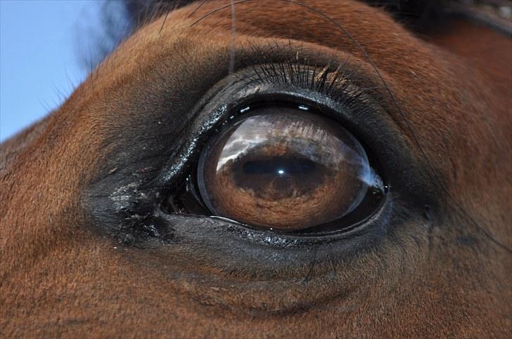 Dansk Varmblod Lucky Two - Luckys øje igen <3 billede 12