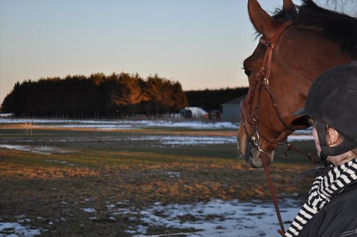 Dansk Varmblod Lucky Two - Lucky Kigger ud over horisonten!! (: billede 13