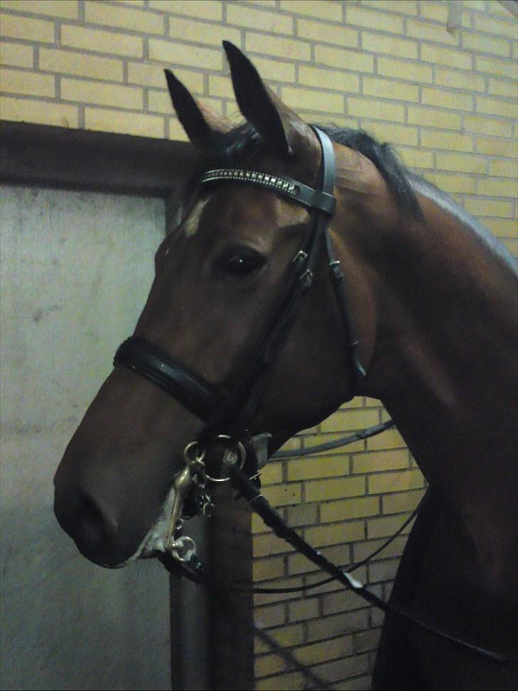 Dansk Varmblod Bakkely`s La`Mour billede 11