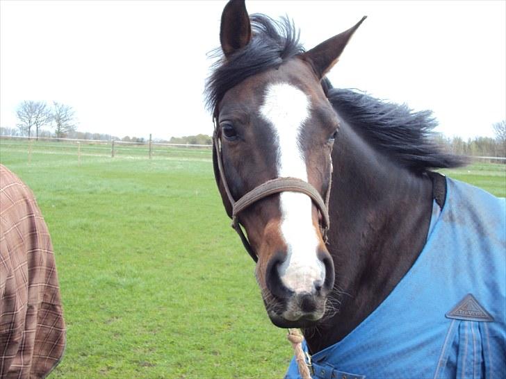 Anden særlig race Mr. Malibou billede 9