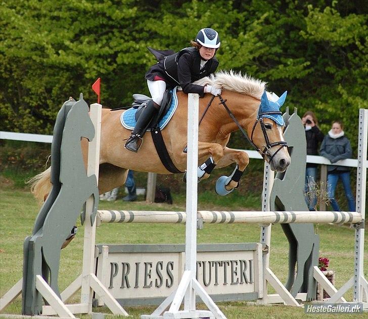Haflinger Cirkeline<3 Solgt ): - Morsø 2010 billede 1