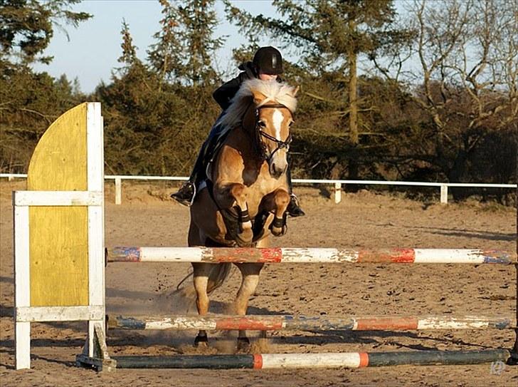 Haflinger Cirkeline<3 Solgt ): billede 2