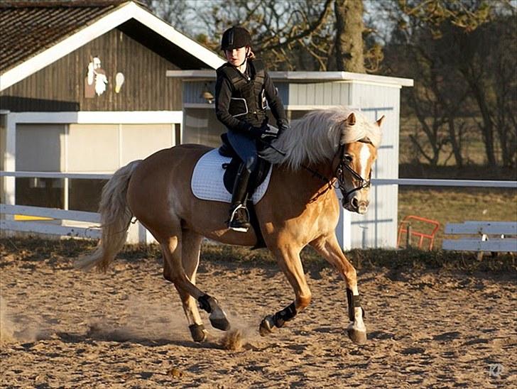 Haflinger Cirkeline<3 Solgt ): billede 3