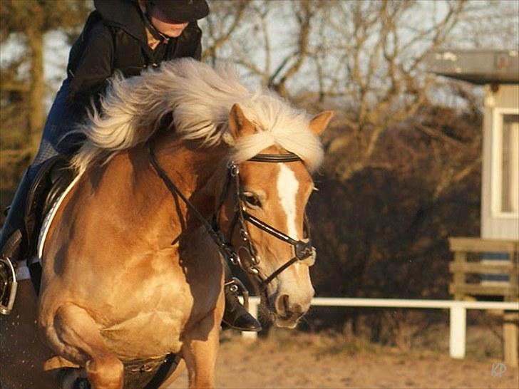 Haflinger Cirkeline<3 Solgt ): billede 4