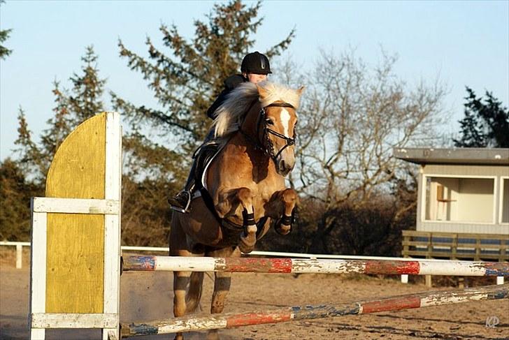 Haflinger Cirkeline<3 Solgt ): billede 5