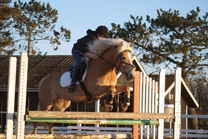 Haflinger Cirkeline<3 Solgt ): billede 6