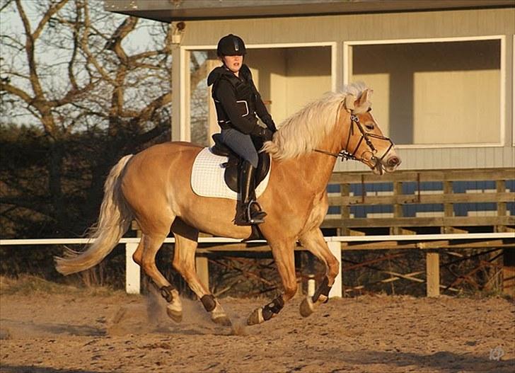 Haflinger Cirkeline<3 Solgt ): billede 7