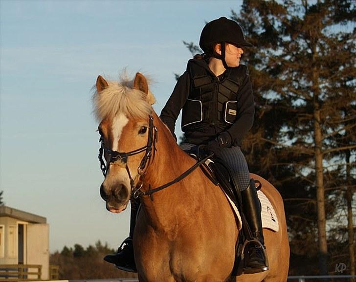 Haflinger Cirkeline<3 Solgt ): billede 8