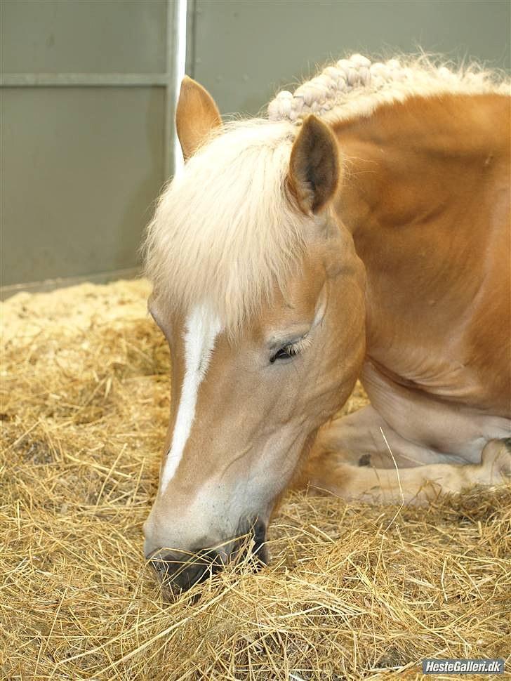 Haflinger Cirkeline<3 Solgt ): billede 10
