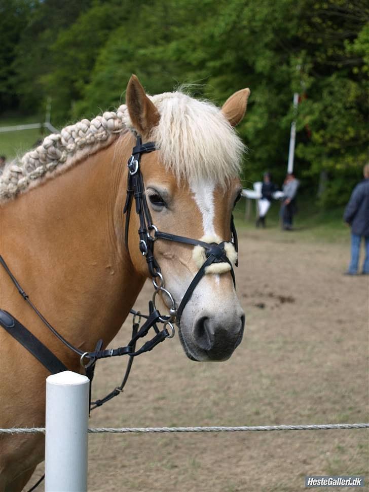 Haflinger Cirkeline<3 Solgt ): billede 11