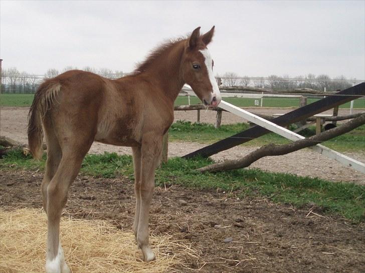 Anden særlig race Åbygårds Donatello - Velkommen til Donatellos profil :) billede 1