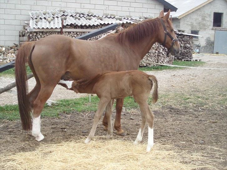 Anden særlig race Åbygårds Donatello billede 2
