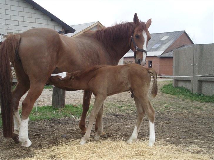 Anden særlig race Åbygårds Donatello billede 3
